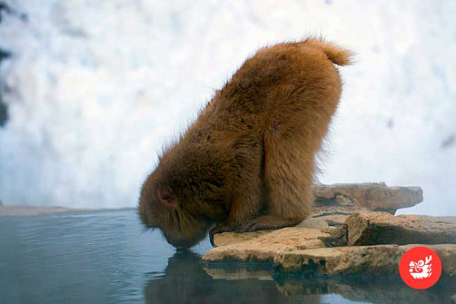 Нагано: Обезьяны и замок Ворона (на заказном авто)