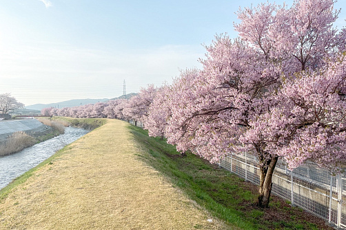 Сакура и скрытая Япония
