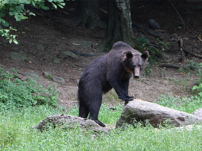 В Хоккайдо медведи ходят по улицам из-за забастовки охотников