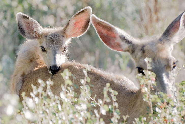 Твит о защите оленят в Парке Нара стал вирусным