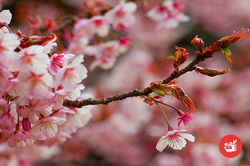 Сакура в цвету! Апрель 2026