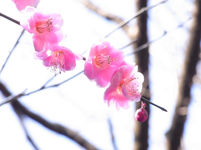 Фестиваль цветения сливы начался в саду Кайраку-эн