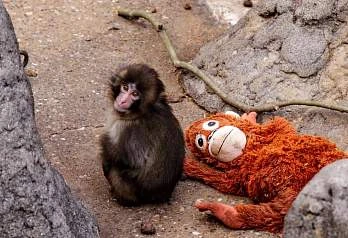 Панч из японского зоопарка: малыш, за которым теперь следят сотни посетителей