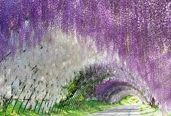 Парк цветов Асикага весной 2026: когда ехать и что посмотреть