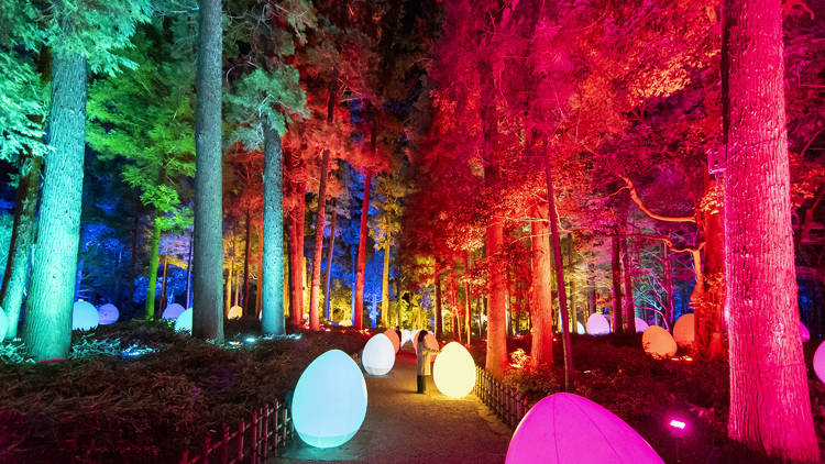 TeamLab теперь в саду Кайракуэн (преф.Ибараки)