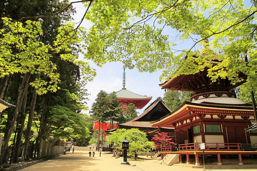 Коя: Постигни дзэн