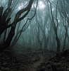 >Аокигахара – лес самоубийц