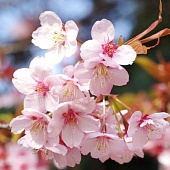 Календарь ханами на 2020 год! Когда и куда отправиться в Японии, чтобы увидеть цветущую сакуру?